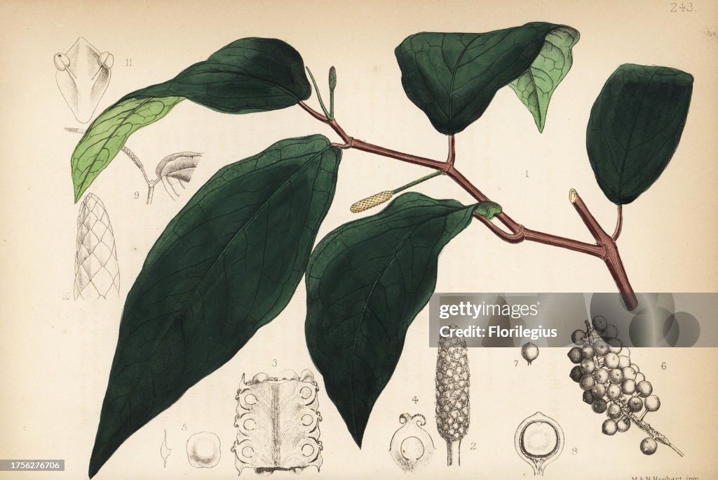 Cubeba, cubebs or tailed pepper, Piper cubeba. Handcoloured lithograph by Hanhart after a botanical illustration by David Blair from Robert Bentley and Henry Trimen's Medicinal Plants, London, 1880