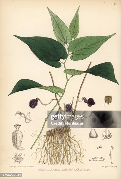 Virginian snakeroot, Aristolochia serpentaria. Handcoloured lithograph by Hanhart after a botanical illustration by David Blair from Robert Bentley...