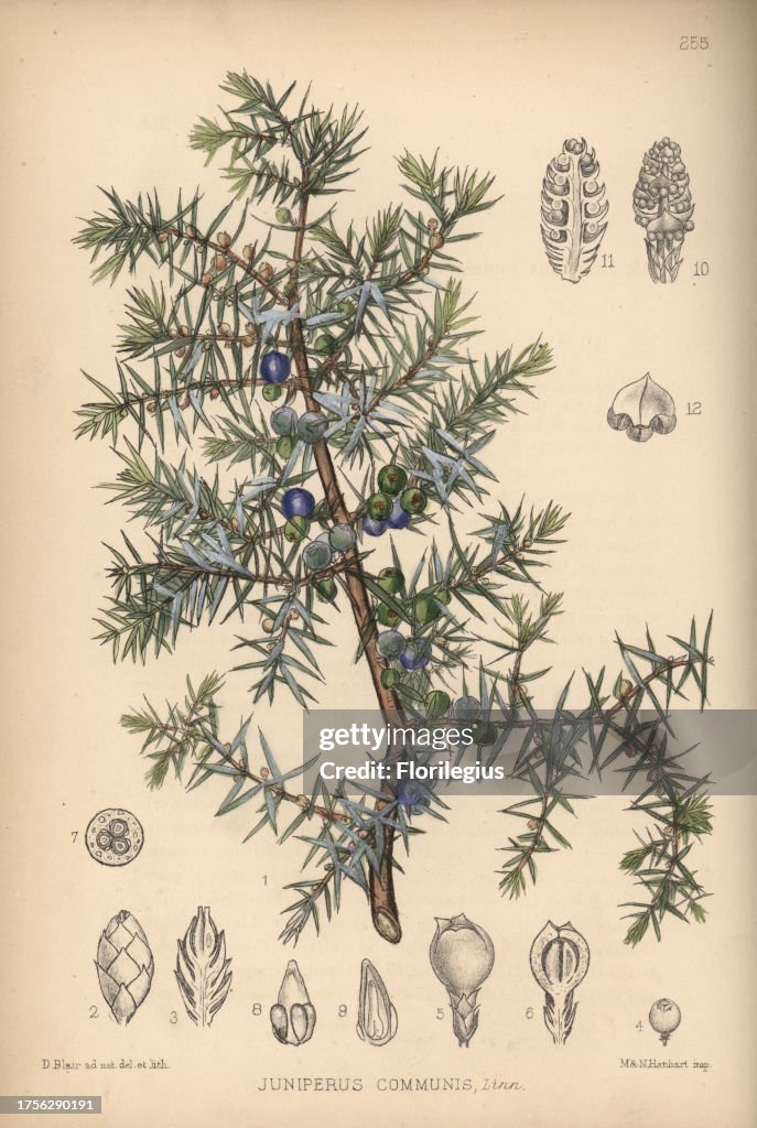 Juniper tree, Juniperus communis. Handcoloured lithograph by Hanhart after a botanical illustration by David Blair from Robert Bentley and Henry Trimen's Medicinal Plants, London, 1880