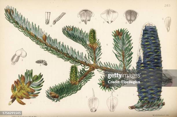Balsam fir or balm of Gilead fir, Abies balsamea . Handcoloured lithograph by Hanhart after a botanical illustration by David Blair from Robert...