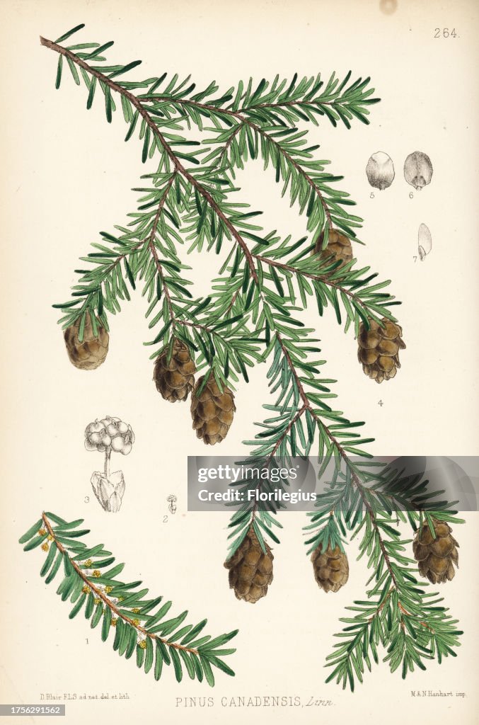 Eastern hemlock or Canadian hemlock, Tsuga canadensis (Hemlock spruce, Pinus canadensis). Handcoloured lithograph by Hanhart after a botanical illustration by David Blair from Robert Bentley and Henry Trimen's Medicinal Plants, London, 1880