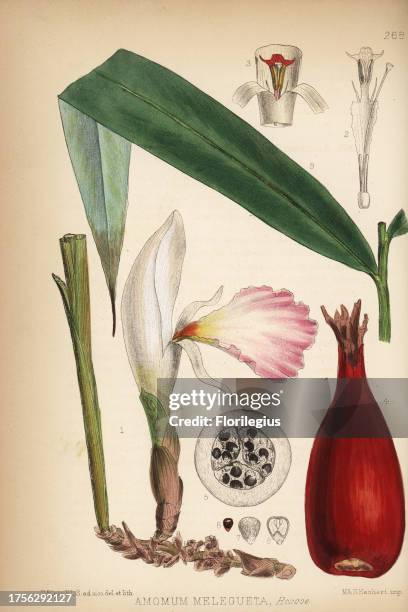 Grains of paradise, Melegueta pepper, alligator pepper, Aframomum melegueta . Handcoloured lithograph by Hanhart after a botanical illustration by...