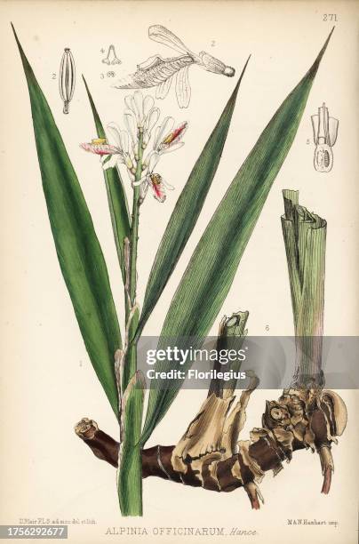 Lesser galangal, Alpinia officinarum. Handcoloured lithograph by Hanhart after a botanical illustration by David Blair from Robert Bentley and Henry...