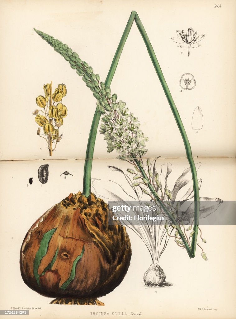 Squill, Drimia maritima (Urginea scilla). Handcoloured lithograph by Hanhart after a botanical illustration by David Blair from Robert Bentley and Henry Trimen's Medicinal Plants, London, 1880