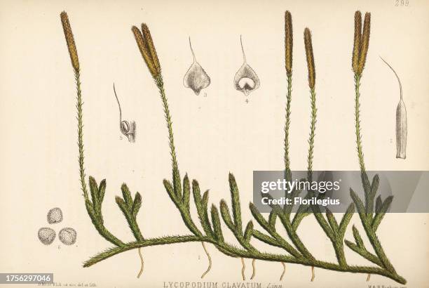 Common club-moss, Lycopodium clavatum. Handcoloured lithograph by Hanhart after a botanical illustration by David Blair from Robert Bentley and Henry...