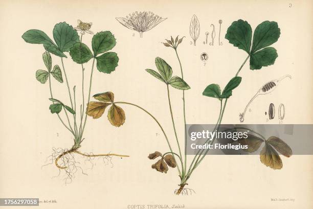 Coptis Coptis Photos and Premium High Res Pictures - Getty Images