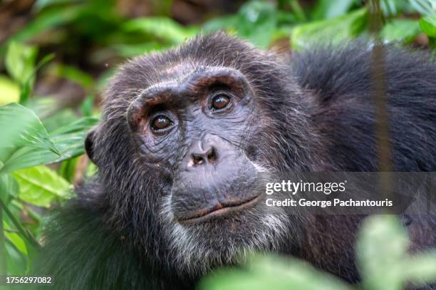 chimpanzee in the wild - chimpanzee stock pictures, royalty-free photos & images