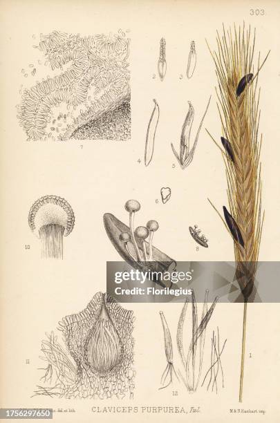 Ergot of rye, Claviceps purpurea. Handcoloured lithograph by Hanhart after a botanical illustration by David Blair from Robert Bentley and Henry...