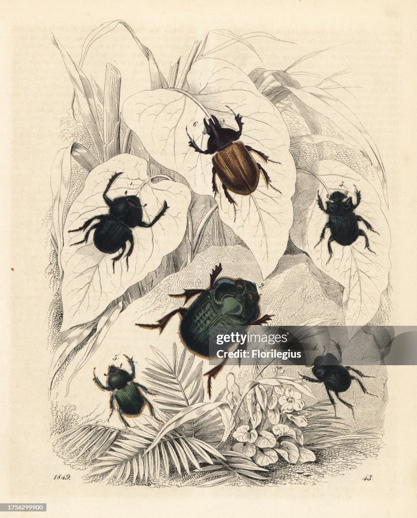 Onitis Onitis belial 1, Phanaeus ensifer 2, Copris lunaris 3, Lethrus... News ...