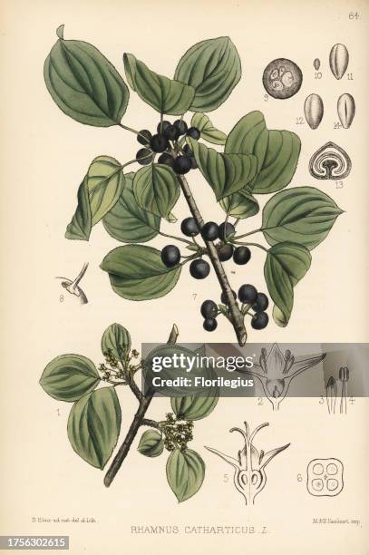 Purging buckthorn, Rhamnus cathartica. Handcoloured lithograph by Hanhart after a botanical illustration by David Blair from Robert Bentley and Henry...