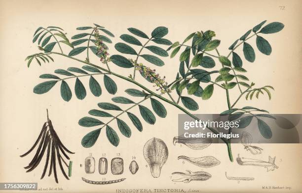 Indigo or nil, Indigofera tinctoria. Handcoloured lithograph by Hanhart after a botanical illustration by David Blair from Robert Bentley and Henry...