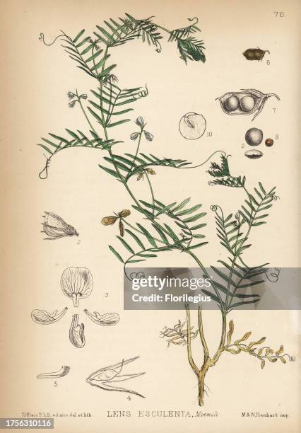 Lentil, Lens culinaris . Handcoloured lithograph by Hanhart after a botanical illustration by David Blair from Robert Bentley and Henry Trimen's...