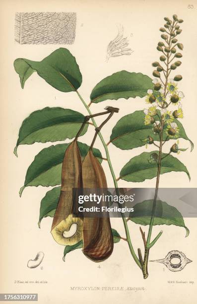 Balsam of Peru, Myroxylon balsamum var. Pereirae . Handcoloured lithograph by Hanhart after a botanical illustration by David Blair from Robert...