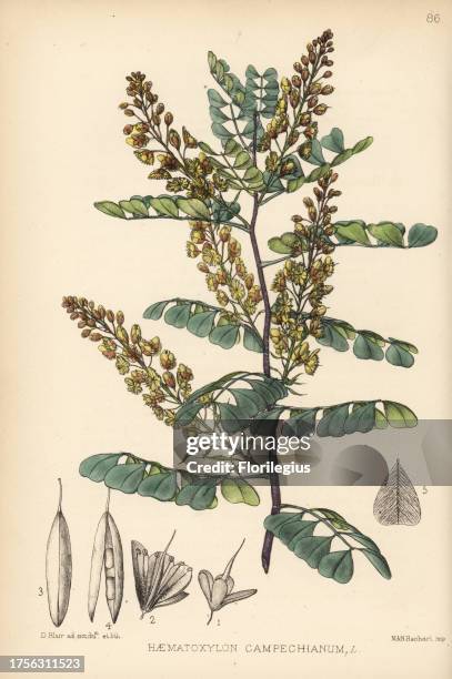 Logwood, bloodwoodtree or peachwood, Haematoxylum campechianum . Handcoloured lithograph by Hanhart after a botanical illustration by David Blair...
