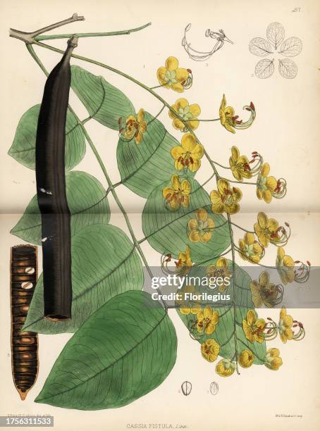 Purging cassia or golden shower tree, Cassia fistula. Handcoloured lithograph by Hanhart after a botanical illustration by David Blair from Robert...