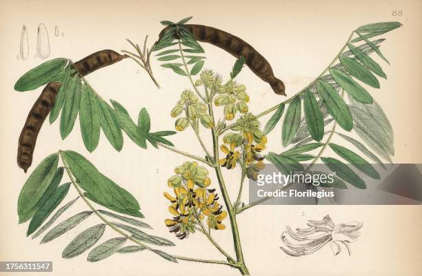Maryland wild senna, Senna marilandica . Handcoloured lithograph by Hanhart after a botanical illustration by David Blair from Robert Bentley and...