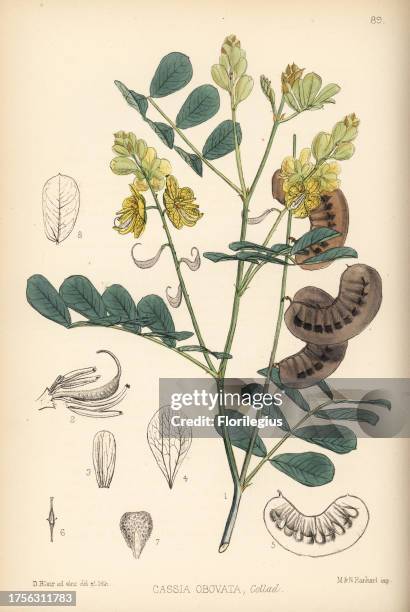 Senegal senna, Italian senna or Port Royal senna, Senna italica . Handcoloured lithograph by Hanhart after a botanical illustration by David Blair...