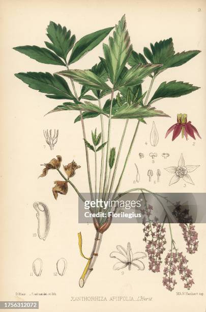 Yellowroot, Xanthorhiza simplicissima . Handcoloured lithograph by Hanhart after a botanical illustration by David Blair from Robert Bentley and...