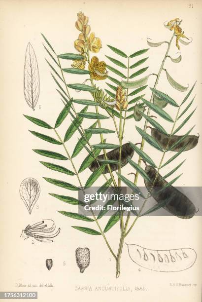 Alexandrian senna, Senna alexandrina . Handcoloured lithograph by Hanhart after a botanical illustration by David Blair from Robert Bentley and Henry...