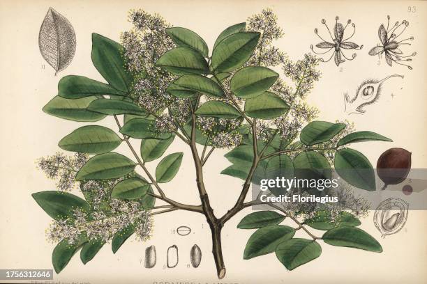 Copaiba, rashed tree or salam tree, Copaifera langsdorffii. Handcoloured lithograph by Hanhart after a botanical illustration by David Blair from...