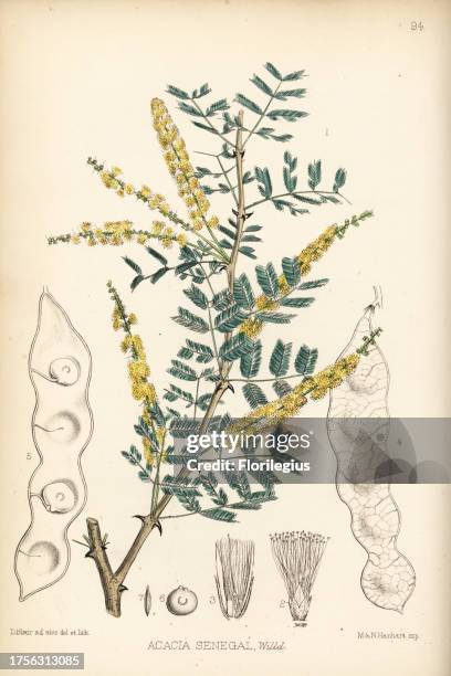 Gum arabic, verek or hashab gum, Acacia senegal. Handcoloured lithograph by Hanhart after a botanical illustration by David Blair from Robert Bentley...