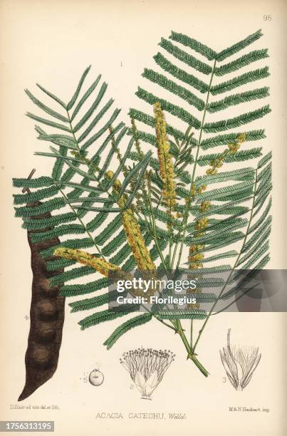 Khair or kher, Acacia catechu. Handcoloured lithograph by Hanhart after a botanical illustration by David Blair from Robert Bentley and Henry...