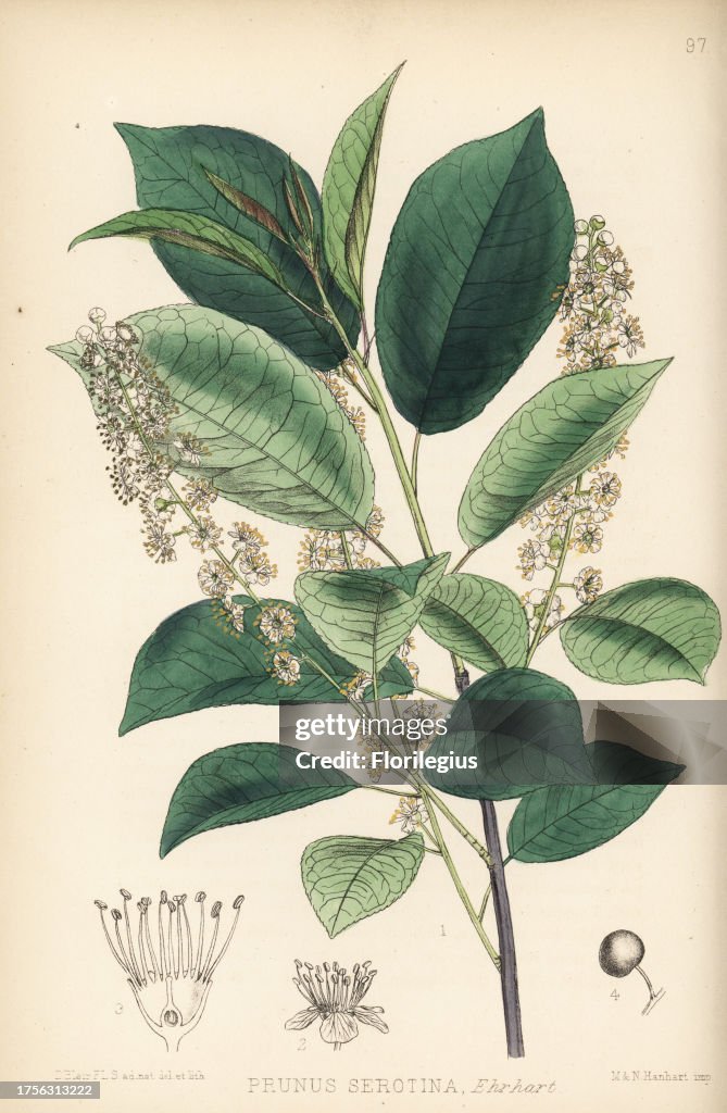 Wild black cherry, Prunus serotina. Handcoloured lithograph by Hanhart after a botanical illustration by David Blair from Robert Bentley and Henry Trimen's Medicinal Plants, London, 1880