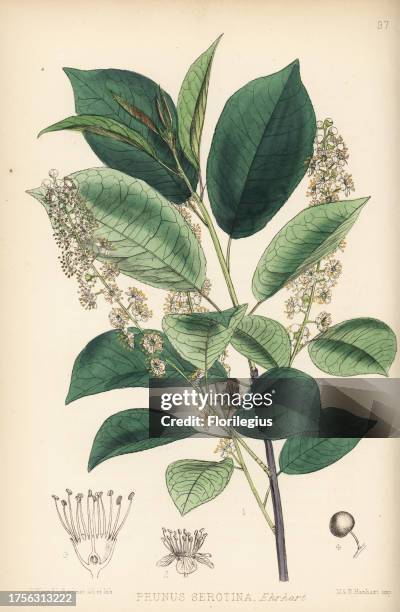 Wild black cherry, Prunus serotina. Handcoloured lithograph by Hanhart after a botanical illustration by David Blair from Robert Bentley and Henry...