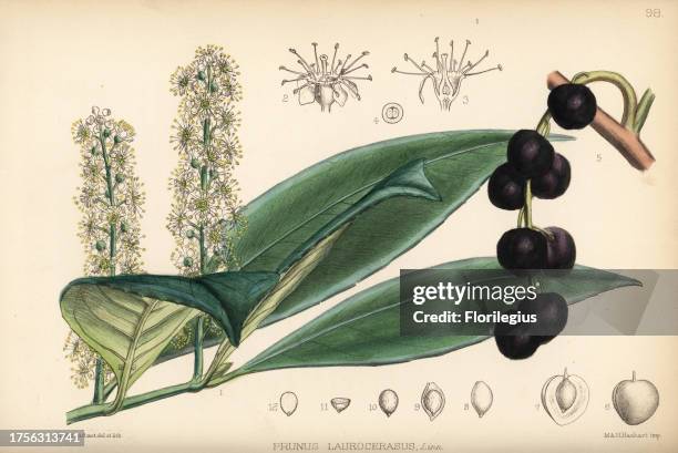 Cherry laurel or cherry bay, Prunus laurocerasus. Handcoloured lithograph by Hanhart after a botanical illustration by David Blair from Robert...