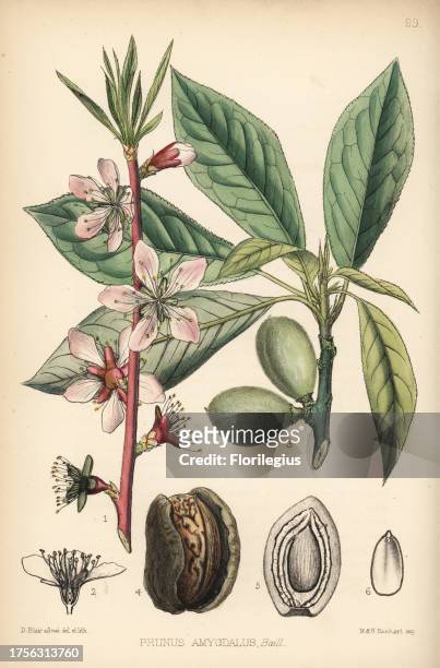 Almond tree, Prunus dulcis . Handcoloured lithograph by Hanhart after a botanical illustration by David Blair from Robert Bentley and Henry Trimen's...