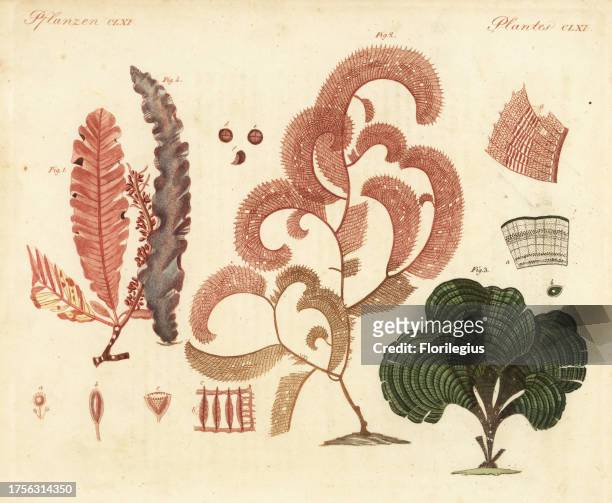 Delesseria sanguinea, Claudea elegans, Padina pavonica, and Porphyra purpurea. Handcoloured copperplate engraving after from Friedrich Johann...