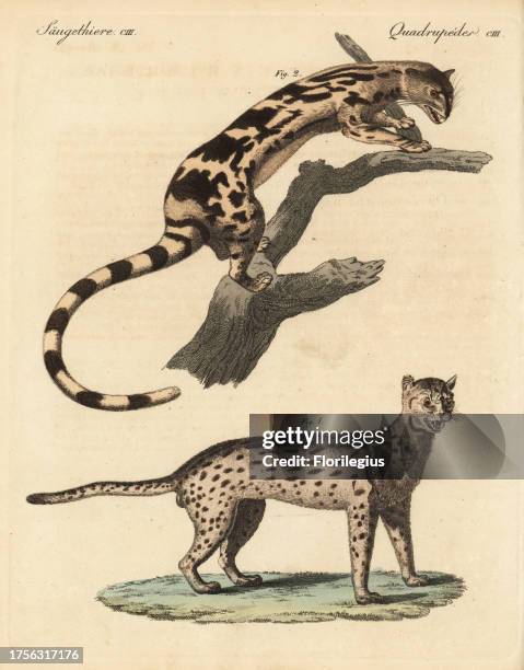 Javan leopard cat, Prionailurus bengalensis javanensis 1, and banded linsang, Prionodon linsang 2. Copied from illustrations by William Daniell in...