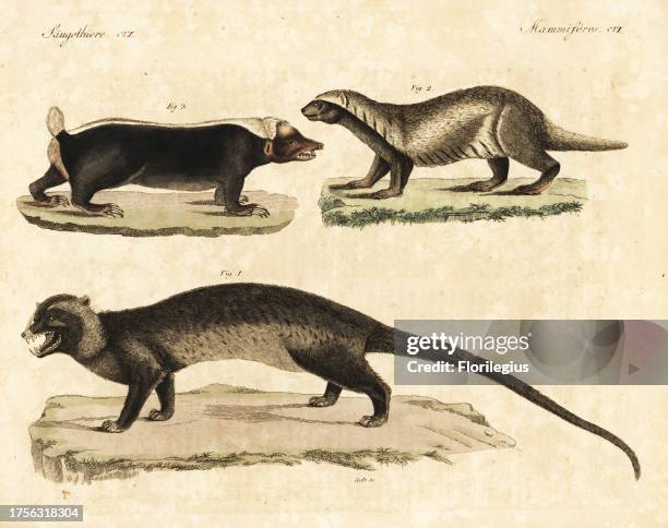 Asian palm civet, Paradoxurus hermaphroditus 1, greater grison, Galictis vittata 2, and Sunda stink badger, Mydaus javanensis 3. Handcoloured...