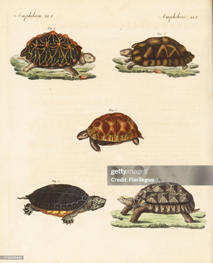 Scorpion mud turtle, Kinosternon scorpioides 1, endangered geometric tortoise, Psammobates geometricus 2, marginated tortoise, Testudo marginata 3, African spurred tortoise, Centrochelys sulcata 4, and Indian star tortoise, Geochelone elegans 5. Handcolou