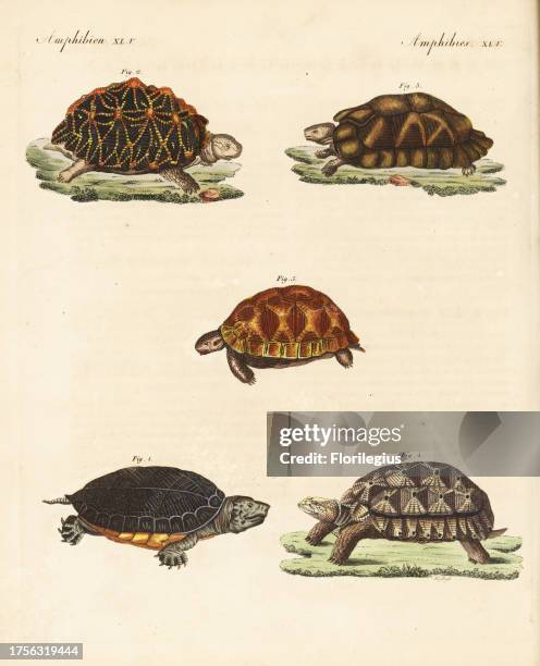 Geometric Tortoise Photos and Premium High Res Pictures - Getty Images