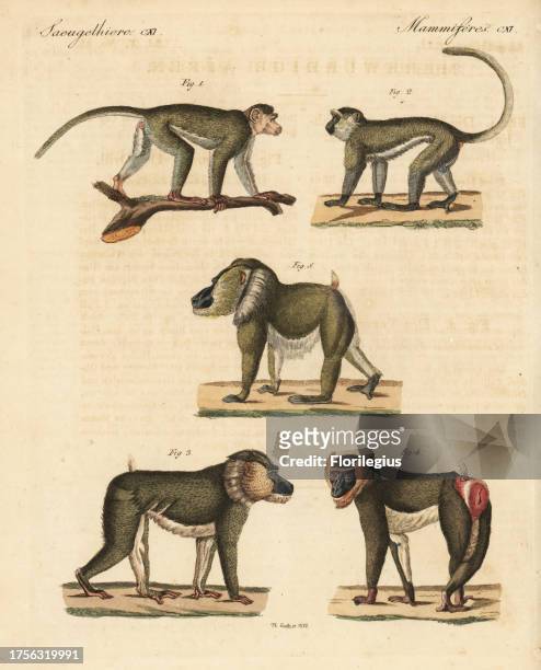 Bonnet macaque, Macaca radiata 1, vervet monkey, Chlorocebus pygerythrus 2, and mandrill, Mandrillus sphinx, male 3, female with swollen sex 4, and...