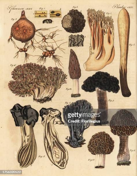 Sclerotium semen 1, Thanotophytum crocorum 2, truffle, Tuber cibarium 3, coral mushroom, Clavulina coralloides 4, Clavulina amethystina 5, Ramaria...