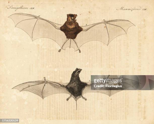Horsfield's leaf-nosed bat, Hipposideros larvatus 1, and wrinkle-lipped bat, Chaerephon plicatus tenuis 2. From Thomas Horsfield's Zoological...