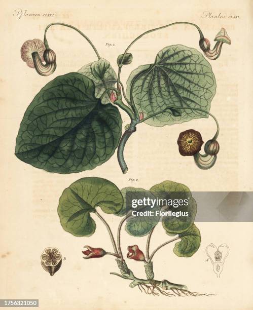 Dutchman's pipe, Aristolochia macrophylla 1 and asarabacca, Asarum europaeum 2. Handcoloured copperplate engraving from Friedrich Johann Bertuch's...