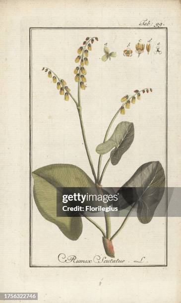French sorrel, Rumex scutatus. Handcoloured copperplate engraving from Johannes Zorn's 'Icones plantarum medicinalium,' Germany, 1796. Zorn was a...