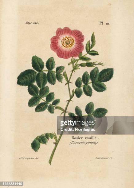 Sweetbriar rose, Rosier rouille, Rosa rubiginosa. Handcoloured lithograph by Lecouturier after a botanical illustration by Mlle. F. Legendre from...