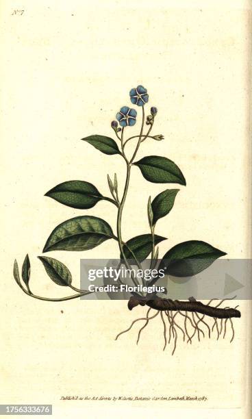 Creeping navelwort, Omphalodes verna . Handcolured copperplate engraving after a botanical illustration by James Sowerby from William Curtis' The...