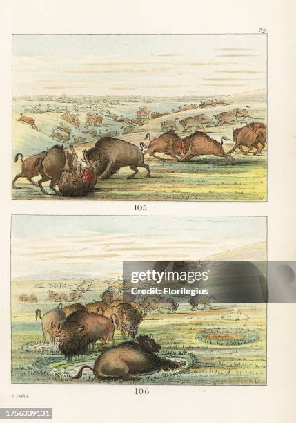 American buffalo or bison herd: males butting and goring other males, and wallowing in a mud hole. Handcoloured lithograph from George Catlin's...