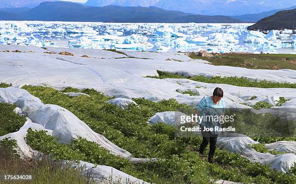 Arnaq Egede works among the plants in her family's potato farm on July 31, 2013 in Qaqortoq, Greenland. The farm, the largest in Greenland, has seen...