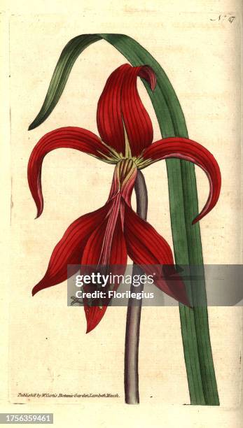 Jacobean lily or Aztec lily, Sprekelia formosissima . Handcolured copperplate engraving and botanical illustration by James Sowerby from William...