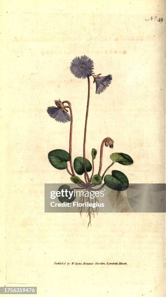 Alpine soldanella, Soldanella alpina. Handcolured copperplate engraving after a botanical illustration by James Sowerby from William Curtis' The...