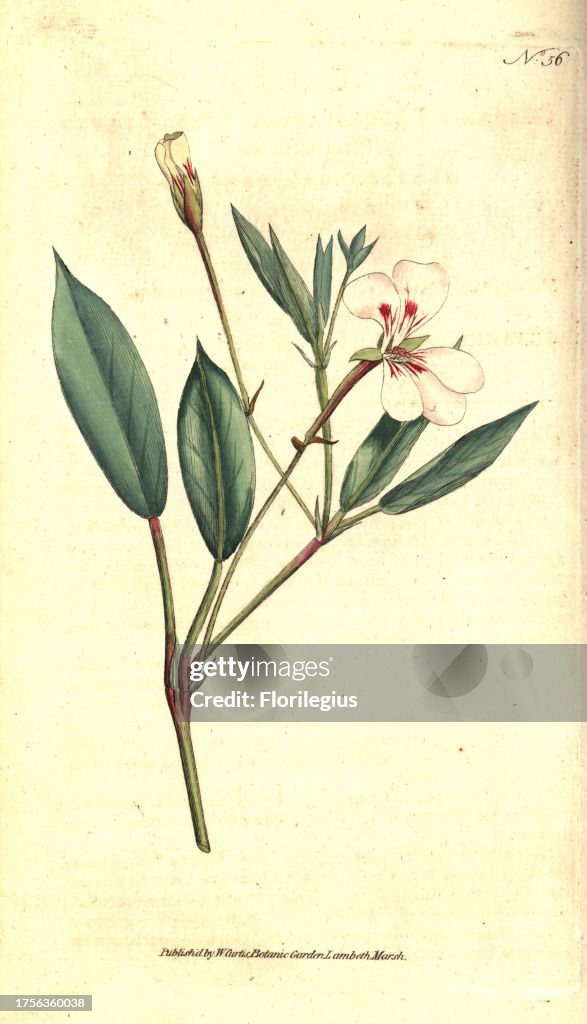Spear-leaved geranium, Geranium lanceolatum. Handcolured copperplate engraving after a botanical illustration from William Curtis' The Botanical Magazine, Lambeth Marsh, London, 1787