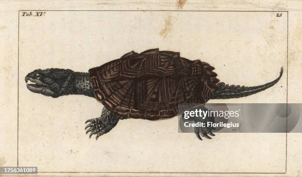 Common snapping turtle, Chelydra serpentina . Handcolored copperplate engraving from G. T. Wilhelm's 'Encyclopedia of Natural History: Amphibia,'...