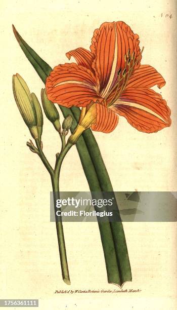 Tawny day-lily, Hemerocallis fulva. Handcolured copperplate engraving after a botanical illustration from William Curtis' The Botanical Magazine,...