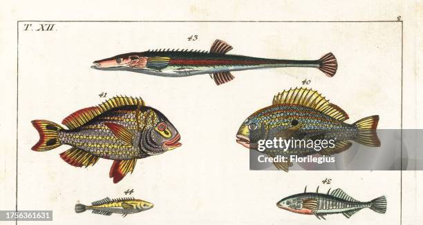 Western Atlantic seabream, Archosargus rhomboidalis 40, Porkfish, Anisotremus virginicus 41, three-spined stickleback, Gasterosteus aculeatus 42,...